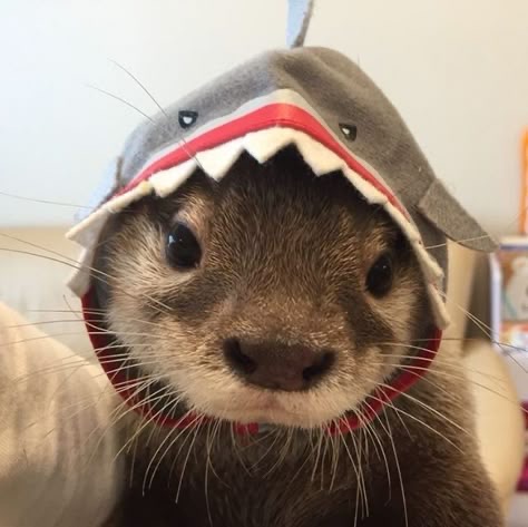 Toby❤️otters