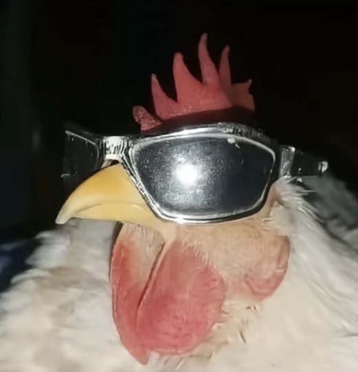 kubicek